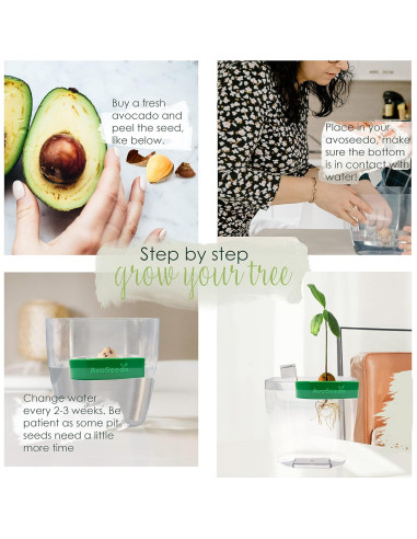 Kit de Cultivo de Aguacate AvoSeedo - Maceta Autorriego Verde