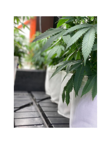 Bolsa de Crecimiento 26.5L Rain Science - Maceta de Tela Drenante