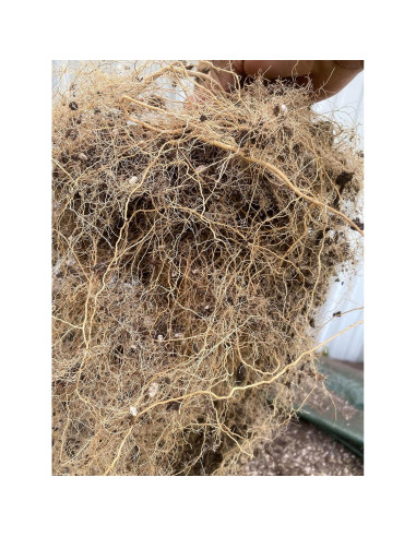 Bolsa de Crecimiento 26.5L Rain Science - Maceta de Tela Drenante