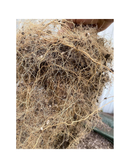 Bolsa de Crecimiento 26.5L Rain Science - Maceta de Tela Drenante