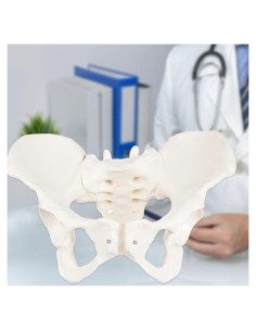 Modelo de Pelvis Femenina Realista Lewitool 24.4x17 cm