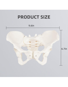 Modelo de Pelvis Femenina Realista Lewitool 24.4x17 cm 2