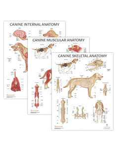 Set de 3 Pósteres Anatomía Canina Laminados 43.9x57.2cm