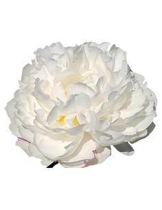 Bulbos de Peonía Doble Blanca Gardenia Marde Ross - 1 Cuenta