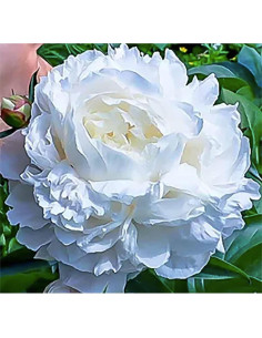 Bulbos de Peonía Doble Blanca Gardenia Marde Ross - 1 Cuenta 2