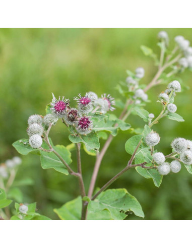 Cápsulas de Raíz de Bardana Fresca Instituto Ecléctico 90 CT