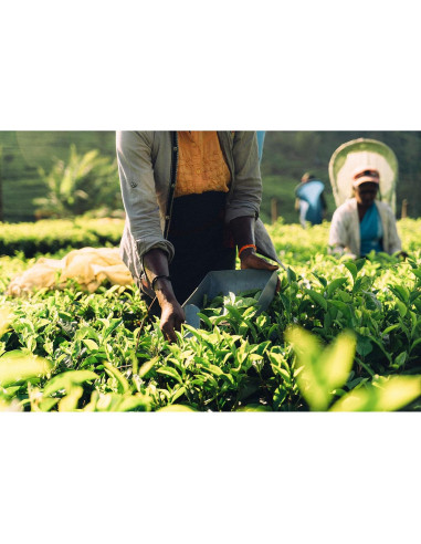 QuikTea Chai Latte Sin Azúcar Cardamomo 160g - Sabor Intenso