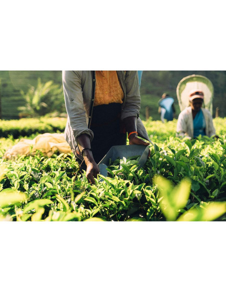 QuikTea Chai Latte Sin Azúcar Cardamomo 160g - Sabor Intenso