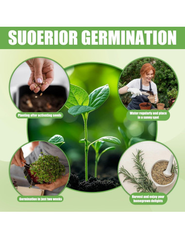 Kit de Jardín de Ventana EquSym - 10 Hierbas Orgánicas para Interior