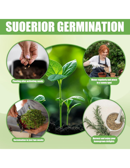 Kit de Jardín de Ventana EquSym - 10 Hierbas Orgánicas para Interior