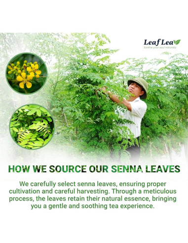 Té de Hoja de Senna LeafLea - 80 Bolsitas Laxante Natural