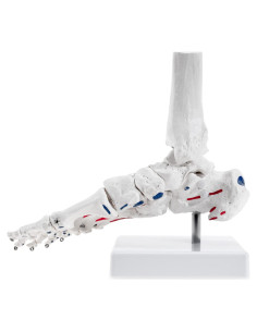 Esqueleto Humano de Pie Winyousk 1:1 para Estudio
