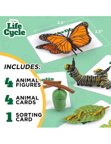 Kit Ciclo de Vida Montessori GLINGLONG - Juguete Educativo 3D