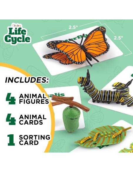 Kit Ciclo de Vida Montessori GLINGLONG - Juguete Educativo 3D Kit Ciclo de Vida Montessori GLINGLONG - Juguete Educativo 3D