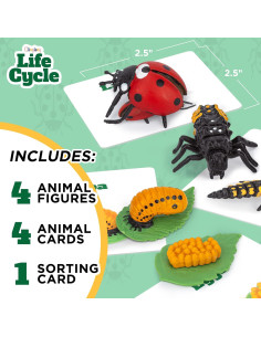 Kit Ciclo de Vida Montessori GLINGLONG - Juguete Educativo 2