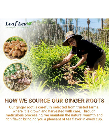 Té de Jengibre LeafLea 160 Bolsitas - Sin Cafeína, Vegano