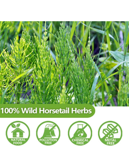 Té de Cola de Caballo YILINSHA 100 Bolsitas 100% Natural