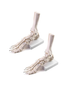 Modelo de Esqueleto Humano del Pie QWORK, Tamaño Real, Articulado