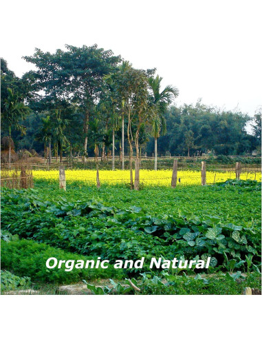 Pimienta Larga Orgánica Blessfull Healing 100 Gr