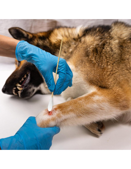 Hisopos de Algodón de Bambú para Limpieza de Oídos - 100 Pcs