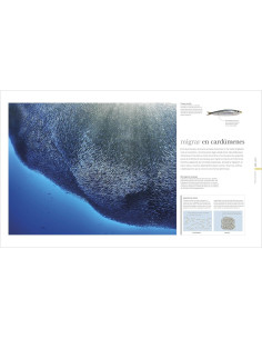 Oceános (Oceanology): El mundo secreto de las profundidades marinas (DK Secret World Encyclopedias) (Spanish Edition) 2