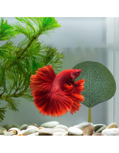 Hamaca de hojas para peces Betta Huizhou 6 PCS - Natural