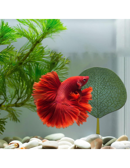 Hamaca de hojas para peces Betta Huizhou 6 PCS - Natural