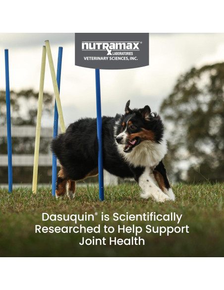 Nutramax Dasuquin MSM Masticables 84 Perros Grandes 0.54kg