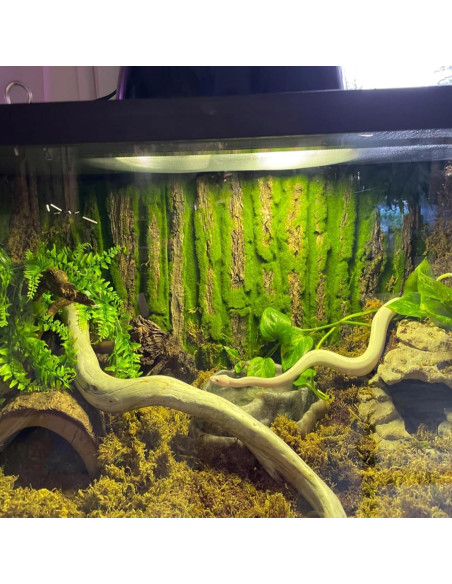 Fondo de corcho natural para terrario PINVNBY 4 piezas 40x30cm