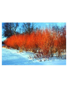 4 Esquejes de Sauce CZ Grain - Corteza Naranja y Roja