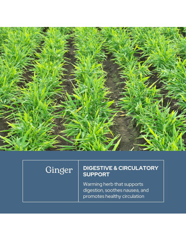 Jengibre Liofilizado Crudo Instituto Eclético 90 Cápsulas