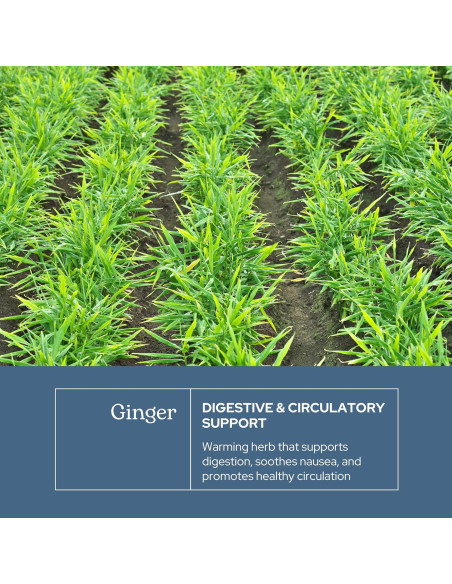 Jengibre Liofilizado Crudo Instituto Eclético 90 Cápsulas