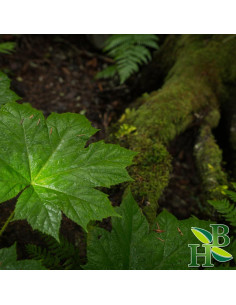 Raíz de Garra del Diablo en Polvo Herb To Body 113.4g 2