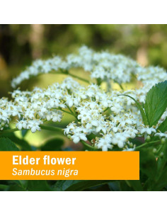 Extracto Líquido de Saúco Orgánico Herb Pharm 30 ml 2