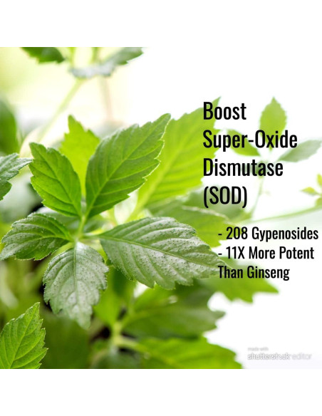 Cápsulas de Gynostemma Immortalitea 500mg - Suplemento Natural