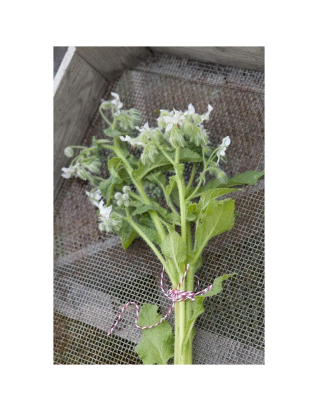 Té Herbal de Hierba de Borraja Health Embassy 100g Natural