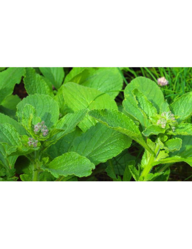 Té Herbal de Hierba de Borraja Health Embassy 100g Natural