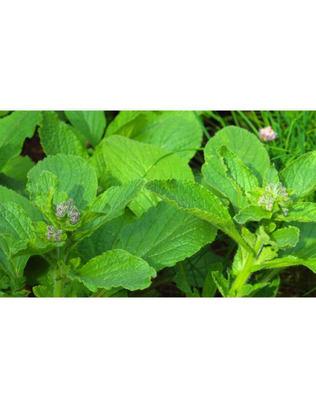 Té Herbal de Hierba de Borraja Health Embassy 100g Natural