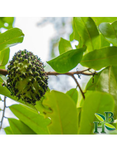 Polvo de Hoja de Graviola Herb To Body 113.4g 100% Natural 2