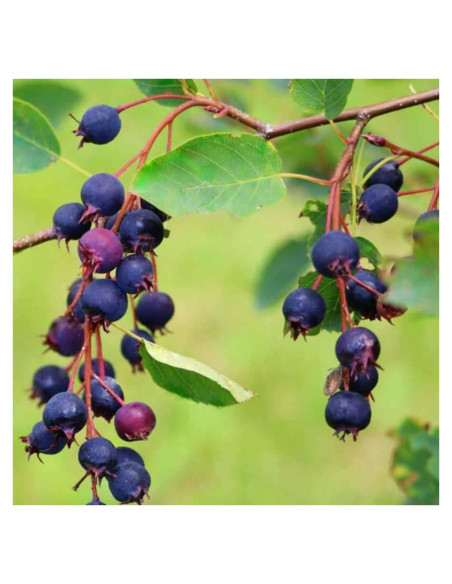 Planta Viva Serviceberry AVERAR 15-30 cm Altura Jardín