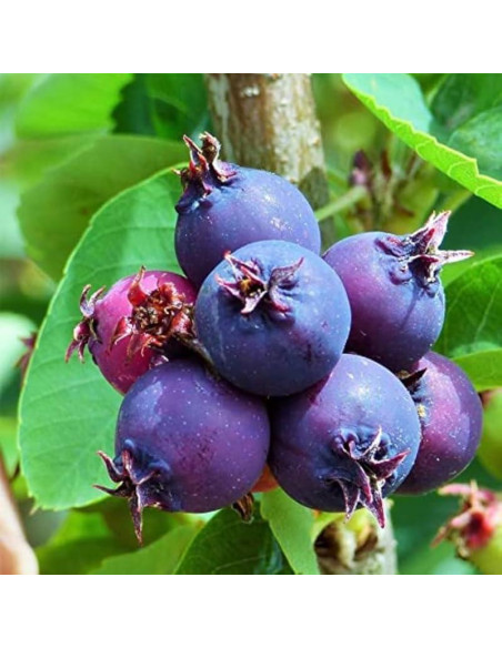 Planta Viva Serviceberry AVERAR 15-30 cm Altura Jardín