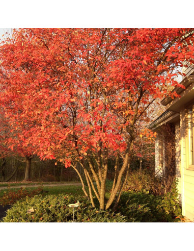 Planta Viva Serviceberry AVERAR 15-30 cm Altura Jardín