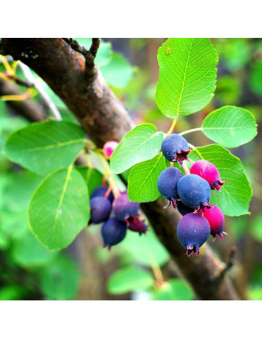 Planta Viva Serviceberry AVERAR 15-30 cm Altura Jardín