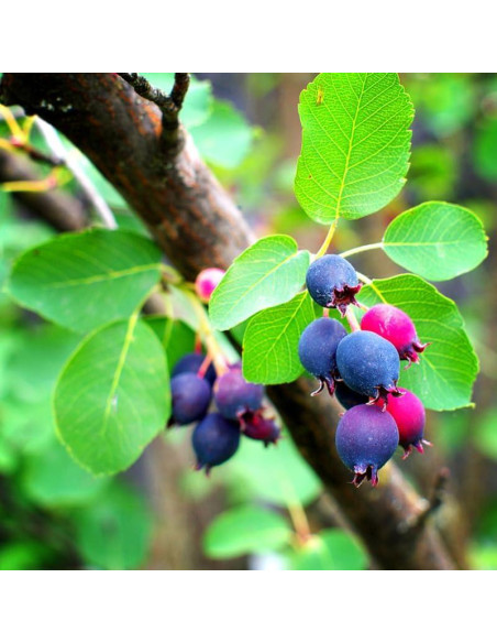 Planta Viva Serviceberry AVERAR 15-30 cm Altura Jardín