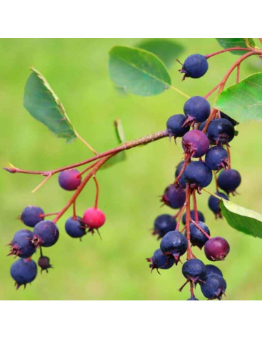 Planta Viva Serviceberry AVERAR 15-30 cm Altura Jardín