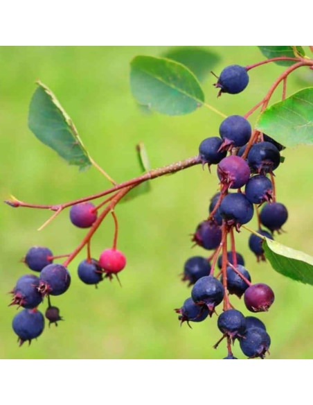 Planta Viva Serviceberry AVERAR 15-30 cm Altura Jardín