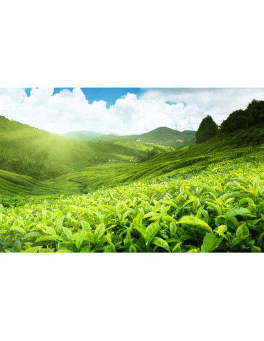 Té Digestivo y Probiotico Calming Blends 60 Cápsulas