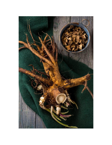 Té Herbal Oman Raíz Inula Helenium 100g - Libre de OGM