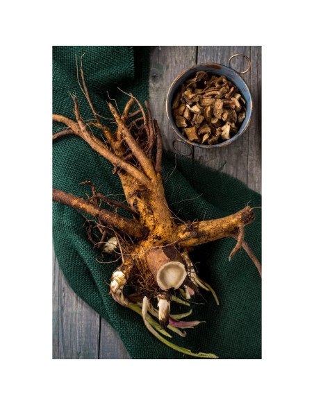 Té Herbal Oman Raíz Inula Helenium 100g - Libre de OGM