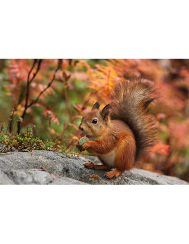 Juguetes de golosinas para roedores TANOMA - 11 piezas